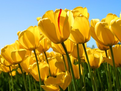 Chez Math