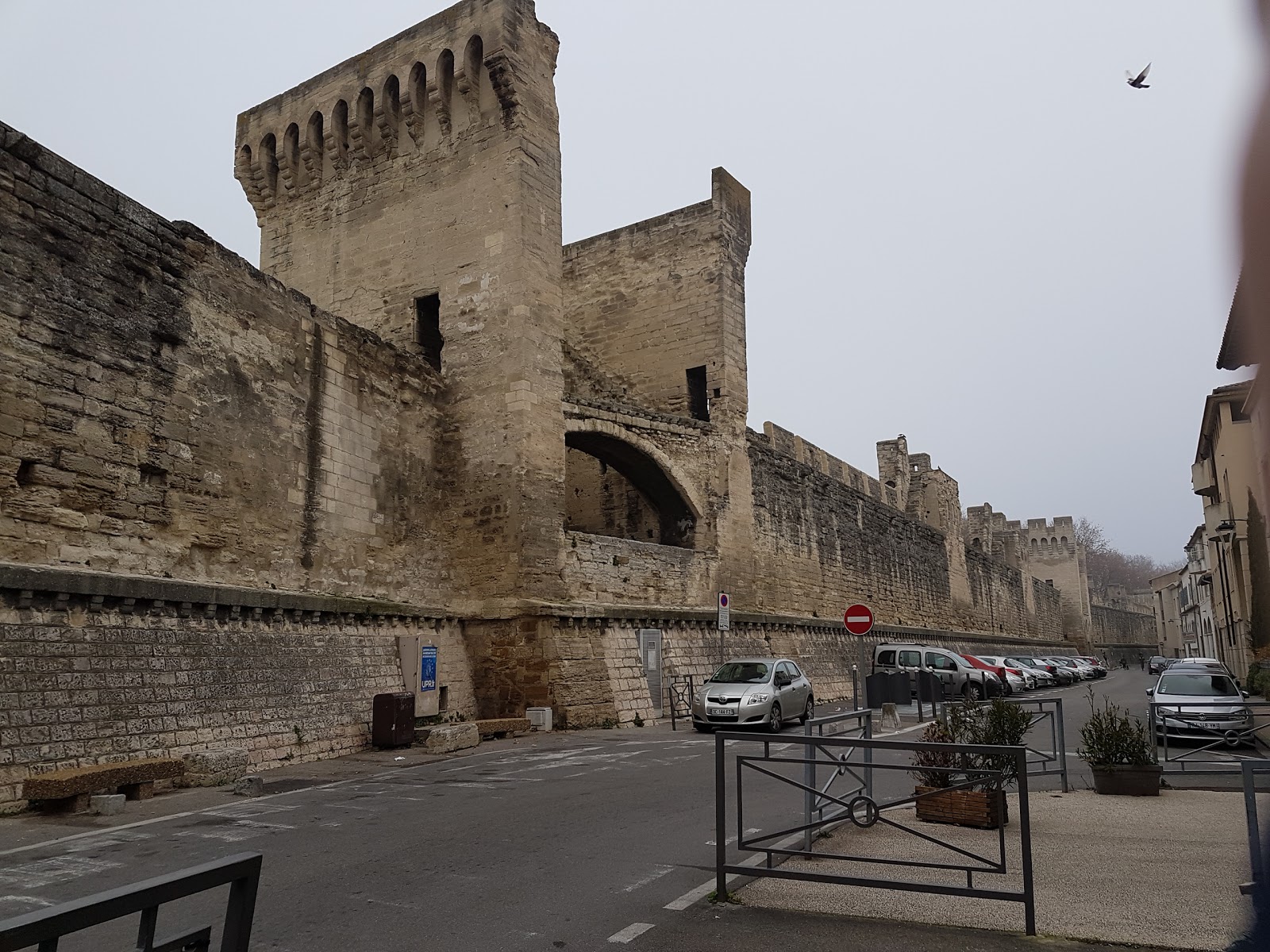 Le Cèdre