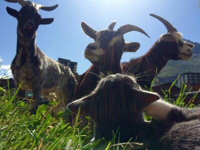 La Ferme des 3 Capucines — photo 5