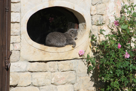 Petit courault — photo 10