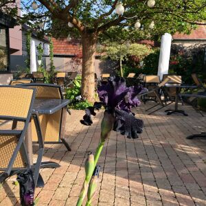 L'hostellerie d'acquigny — photo 2