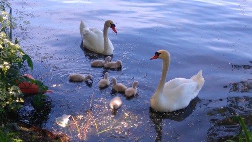 Au Bord de l'Eau — photo 3