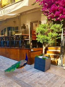 L'Olive — photo 4