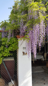 Rest' Ô Jardin — photo 2