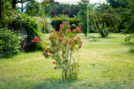 Le Grand Chêne — photo 3