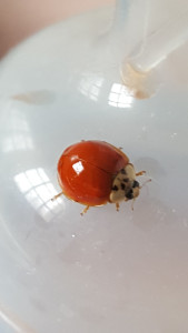 Le Compromis — photo 8