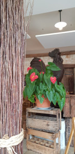La Ferme Saint-Jacques — photo 4