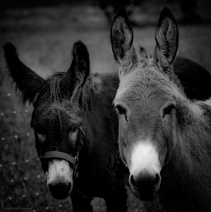 Bistro les 2 Mules — photo 8