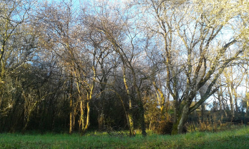 L'Organdi — photo 8